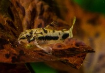 CORYDORAS NAIN SEL ET POIVRE