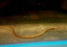 BUISVIS LEIASPIS