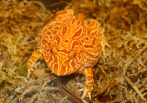 CRANWELLS HORNED FROG STRAWBERRY