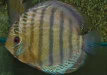 DISCUS TEFE