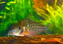 FALSE NETWORK CORY COLOMBIA