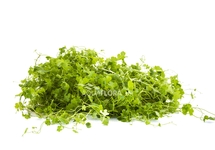 Hydrocotyle cf. tripartita net 10x15cm - NE