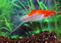 SWORDTAIL KOI