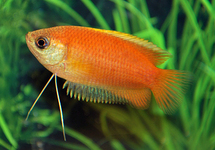 HONEY GOURAMI