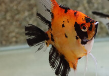 ANGELFISH RED DEVIL