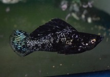 SAILFIN MOLLY BLACK MARBLE