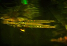 HALFBEAK CHRYSOPUNCTATUS