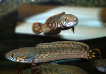 RAINBOW SNAKEHEAD CHOCOLATE