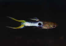 ENDLER'S GUPPY JAPAN BLUE LASERTAIL MALE