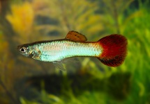 GUPPY CORAL REDTAIL MALE