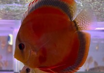 DISCUS AEQ. ROUGE