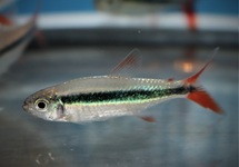 HOCKEYSTICK TETRA ROODVIN