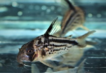 CORYDORAS LOXOZONUS