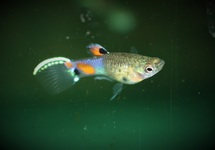 GUPPY ENDLER SNAKESKIN BLAU MANN