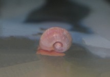 RAMSHORN SNAIL PINK