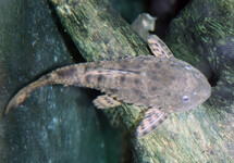 PINECONE PLECO