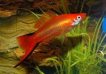 ZWAARDDRAGER GOUD TWIN BAR