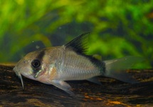 BANDIT CORY