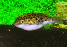 SPOTTED GREEN PUFFER