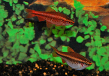 CHERRY BARB