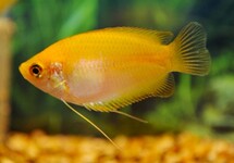 HONEY GOURAMI GOLD