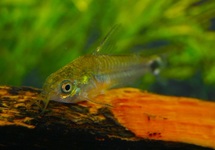 CORYDORAS NAIN HASTATUS