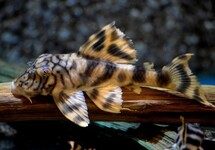 L121 WORM LINE PECKOLTIA