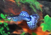 GUPPY SNAKESKIN BLAU MANN