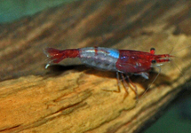 CREVETTE RED RILI