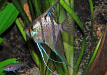 ANGELFISH RIO NANAY M