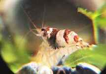 HUMMEL GARNELE