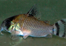 PANZERWELS OIAPOQUENSIS