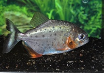 ROODBUIK PIRANHA