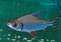 FLAGTAIL PROCHILODUS