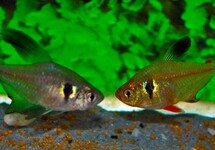 SCHWARZER PHANTOMSALMLER