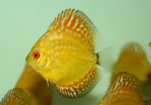 DISCUS PIGEON PIGEON ELECTRIC DREAM
