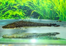 OTOCINCLUS GÉANT PSILOGASTER