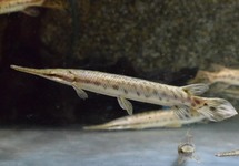 GEFLECKTER KNOCHENHECHT