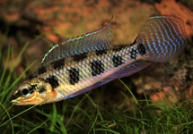 Andere Zwergbuntbarsche