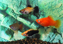 PLATY MIX