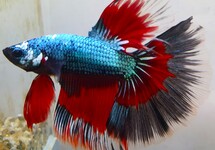 BETTA HALF MOON DRAGON MALE