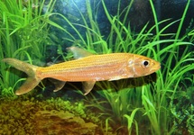 Predatory Characin