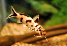 WHITE POLLI SYNODONTIS