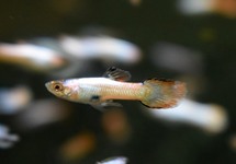 GUPPY ENDLER NEON ROSA WEISS MANN