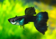 GUPPY BLEU SAPHIR (MÂLE)