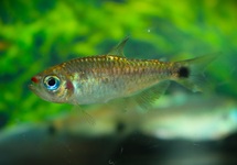 COSMOPS TETRA