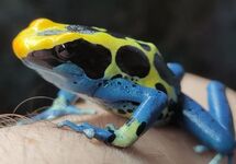 DENDROBATE COBALT Á TAPIRER