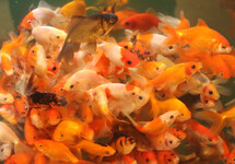 GOUDVIS WAKIN MIXED