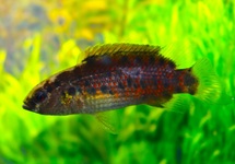 BADIS ASSAMENSIS
