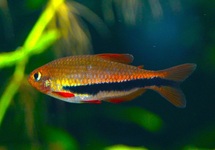 BLACK ARROW TETRA
